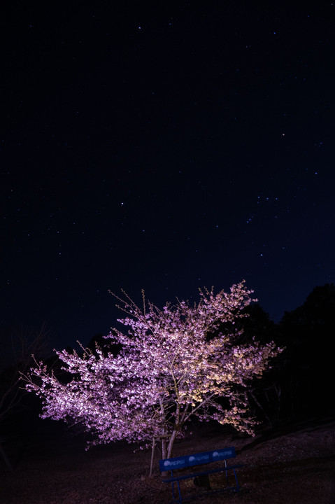 夜桜（河津さくら）