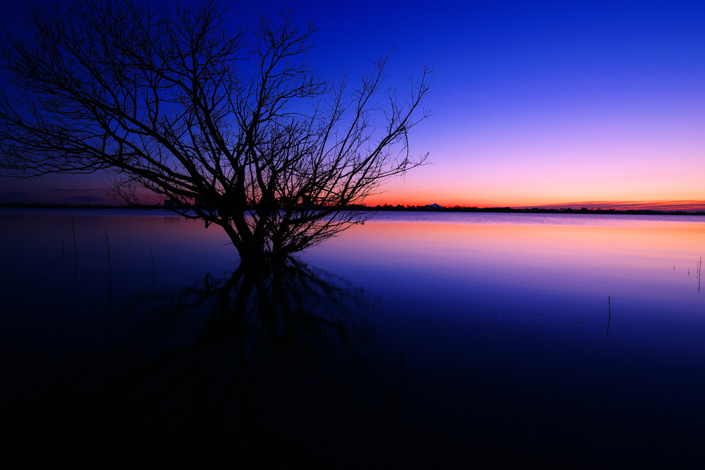 夜明け前の渡良瀬遊水地