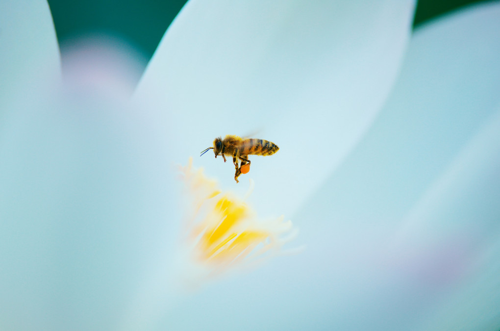 ミツバチと蓮の花