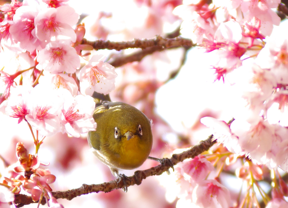 メジロと桜