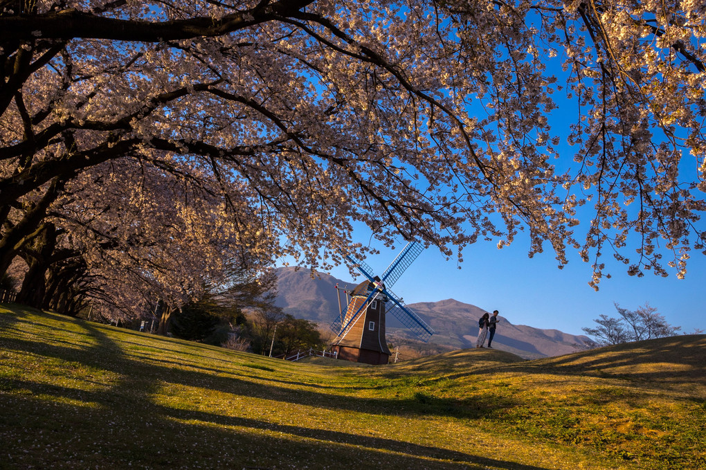 桜と風車の公園