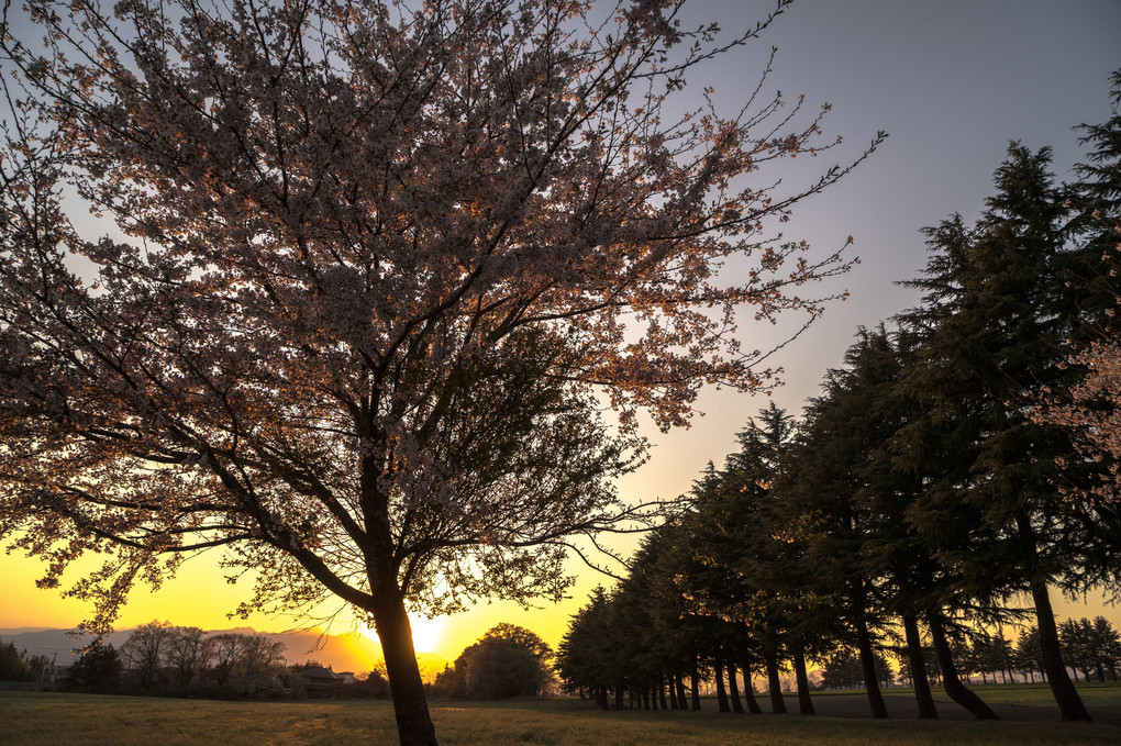 桜と牧場と夕陽と