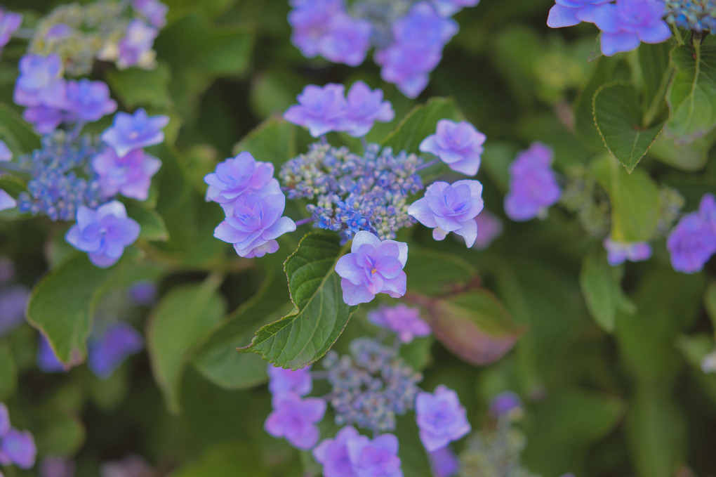 花手水と紫陽花