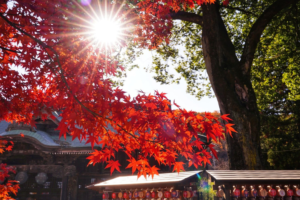 達磨寺の秋