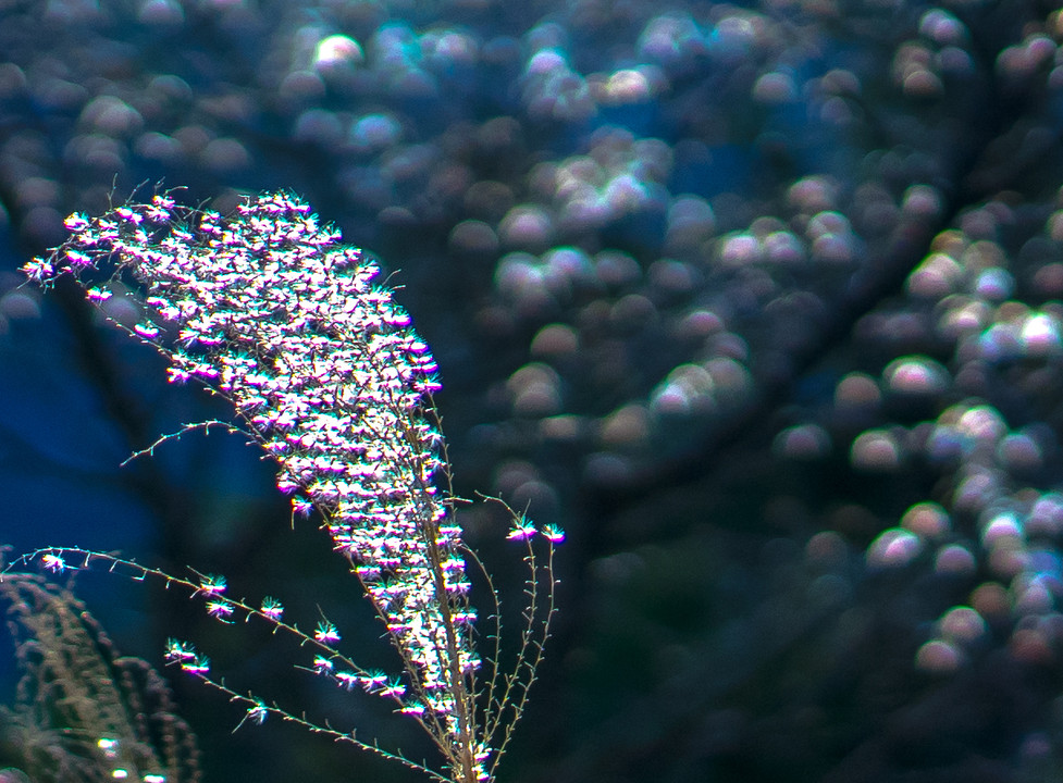 Japanese pampas grass