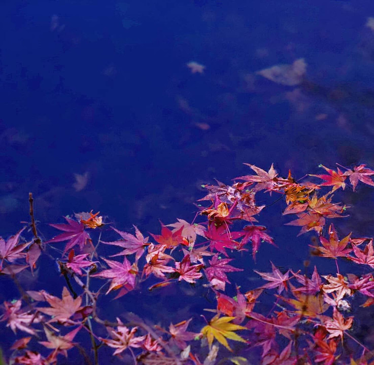 Autumn leaves and pond