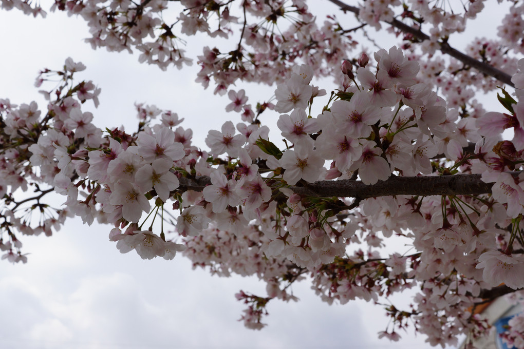 曇りの桜