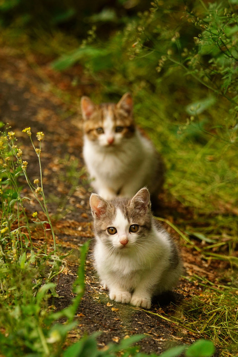 子猫の季節 2