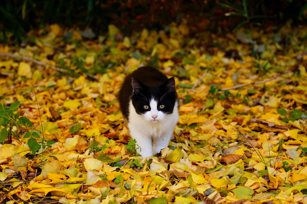 秋の子猫ちゃん