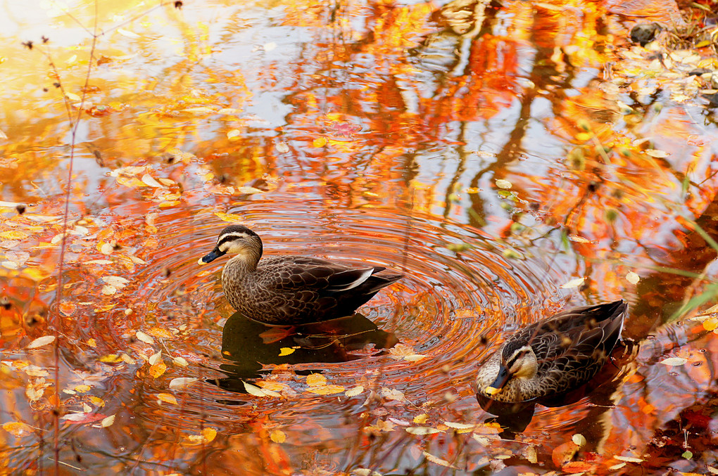 紅葉に浮かぶ