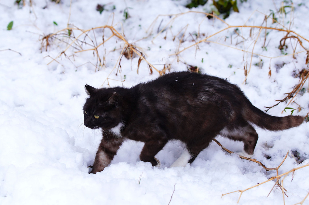 雪に猫