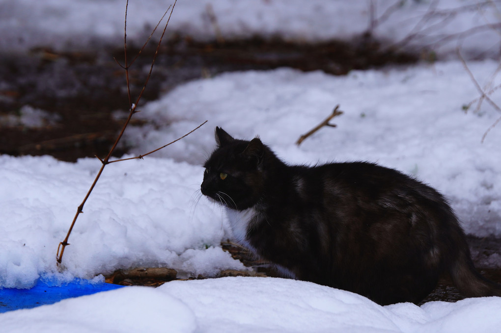 雪に猫