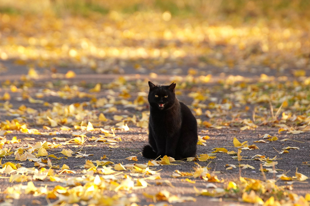 黒猫さん in Gold