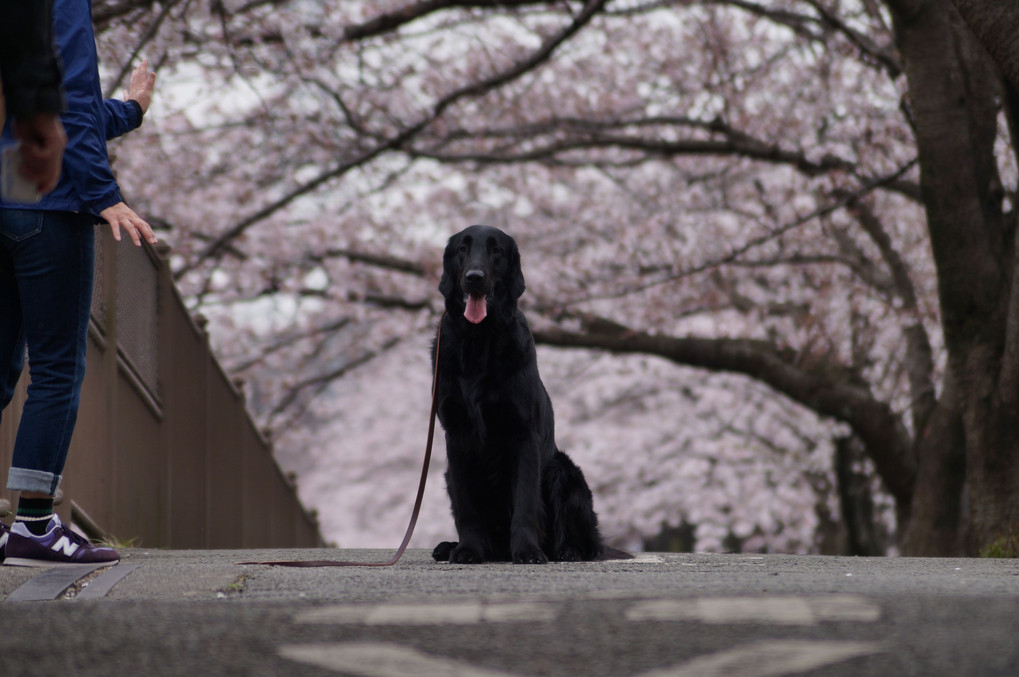 黒犬と桜