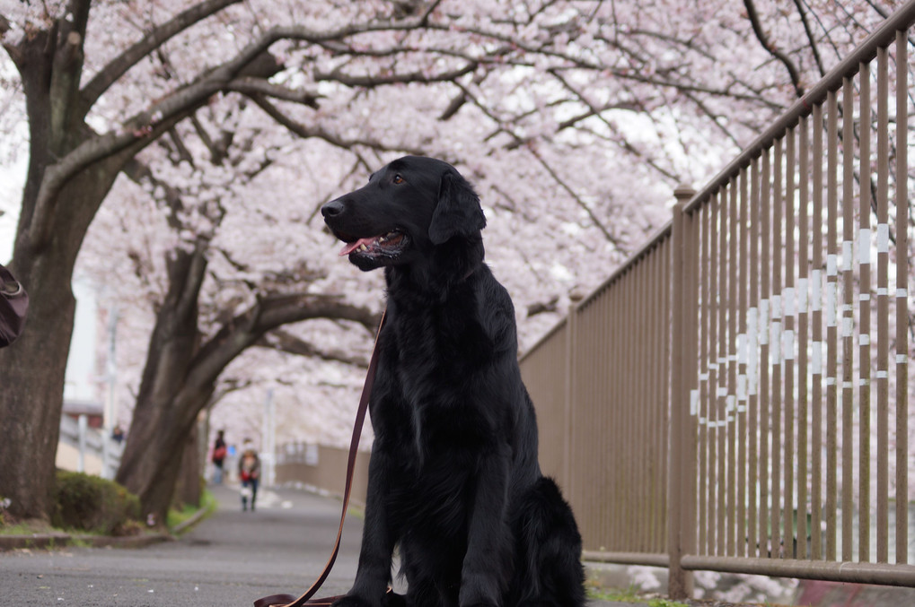 黒犬と桜 その２