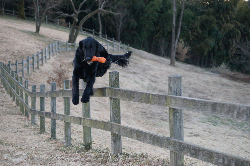 Over the fence!