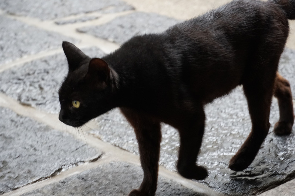 金子みすゞ記念館の猫