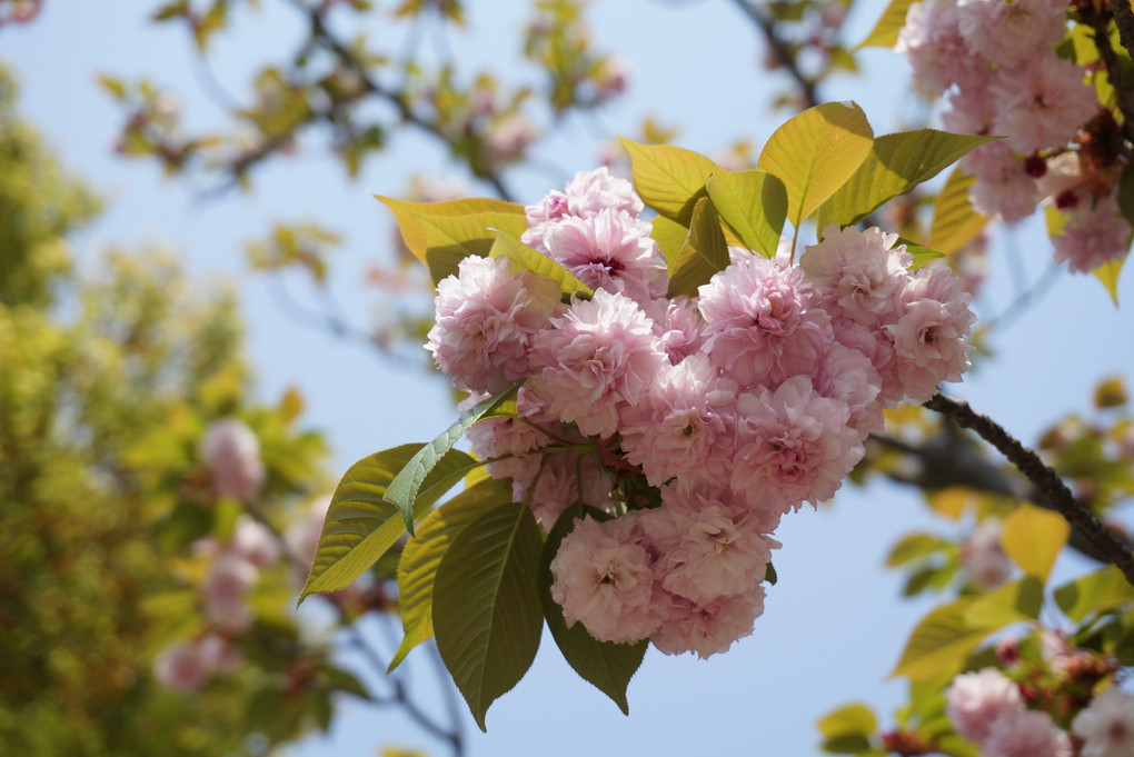 ふわふわの八重桜
