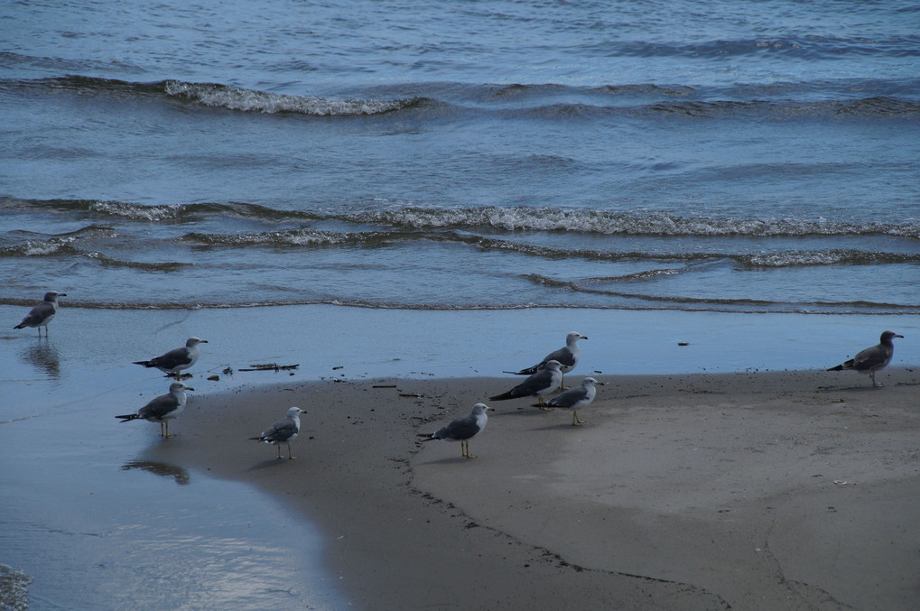 Ebb Tide（引き潮）