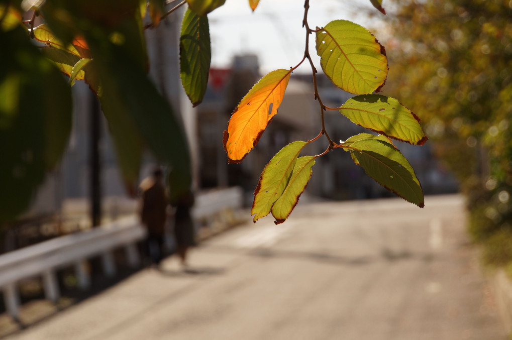 秋の日の散歩道