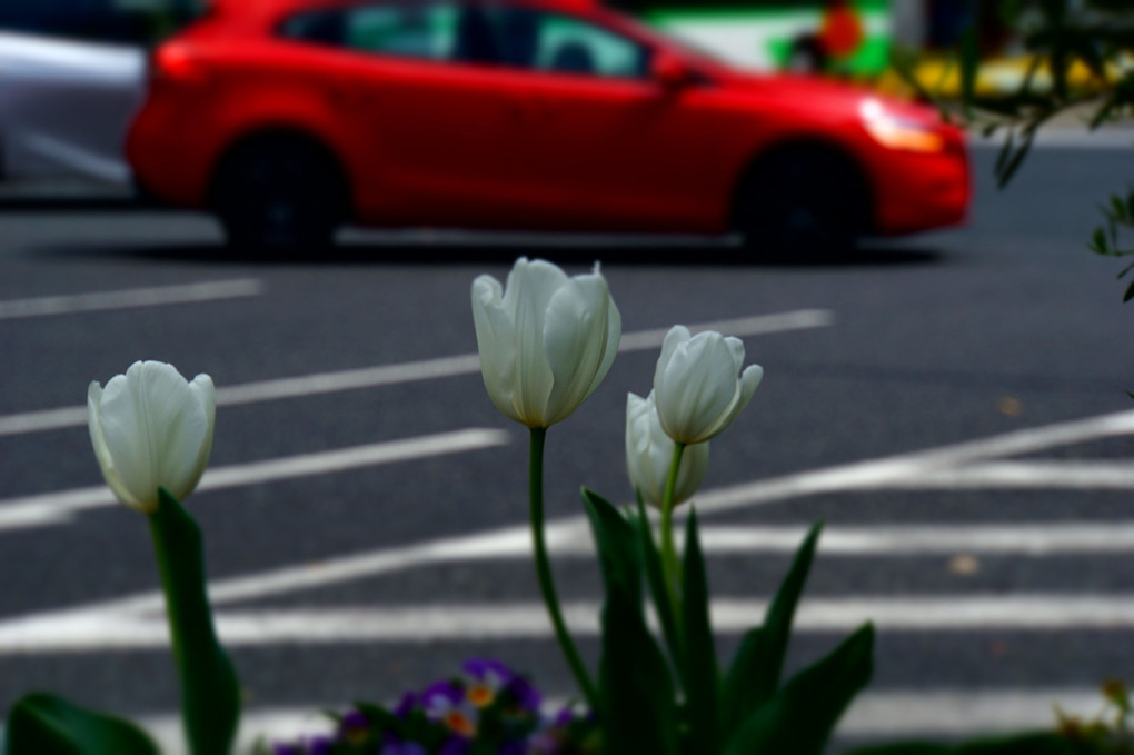 白い花と赤い車