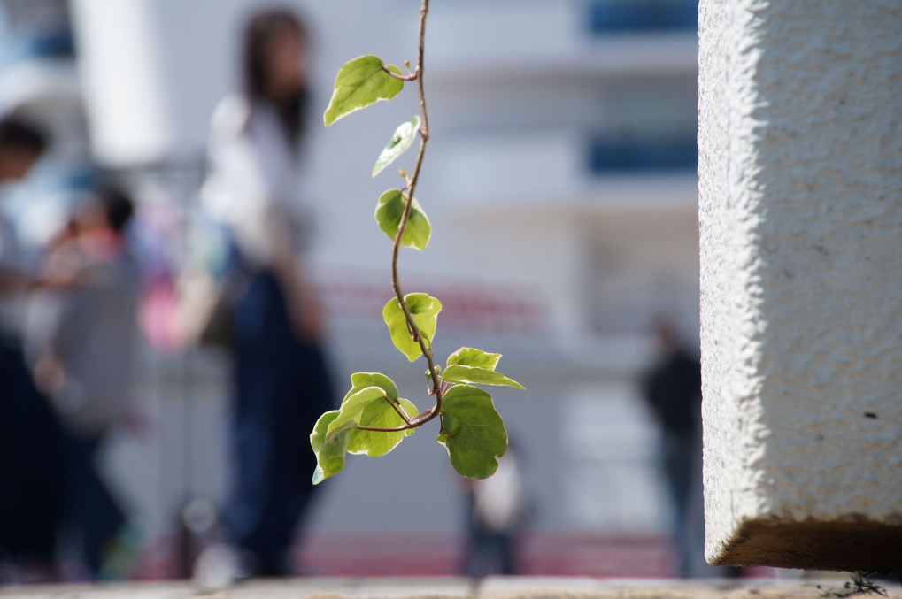 若葉のころ～First of May