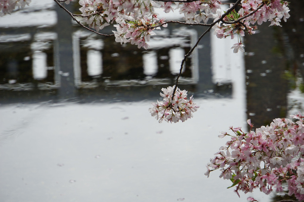 桜の散歩道