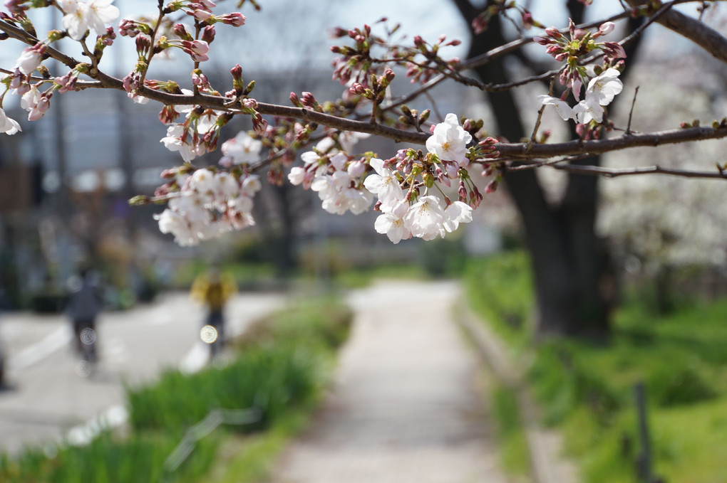 桜の散歩道