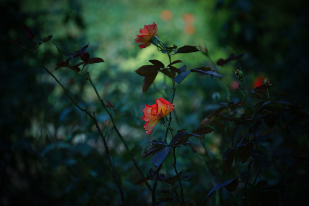 薔薇の咲く庭