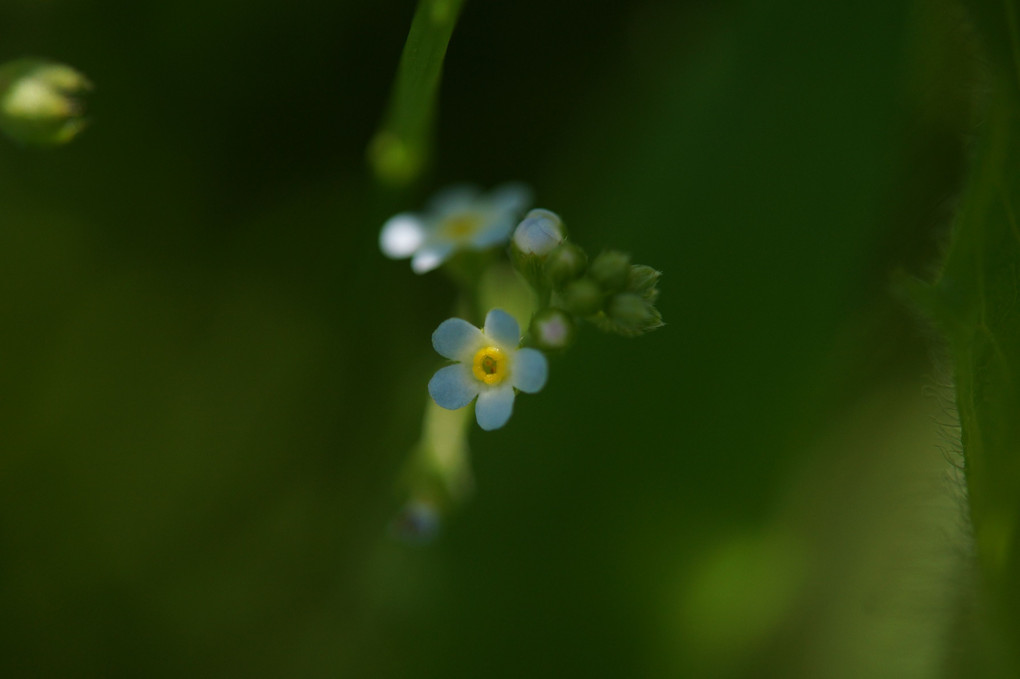 小さき花の華衣