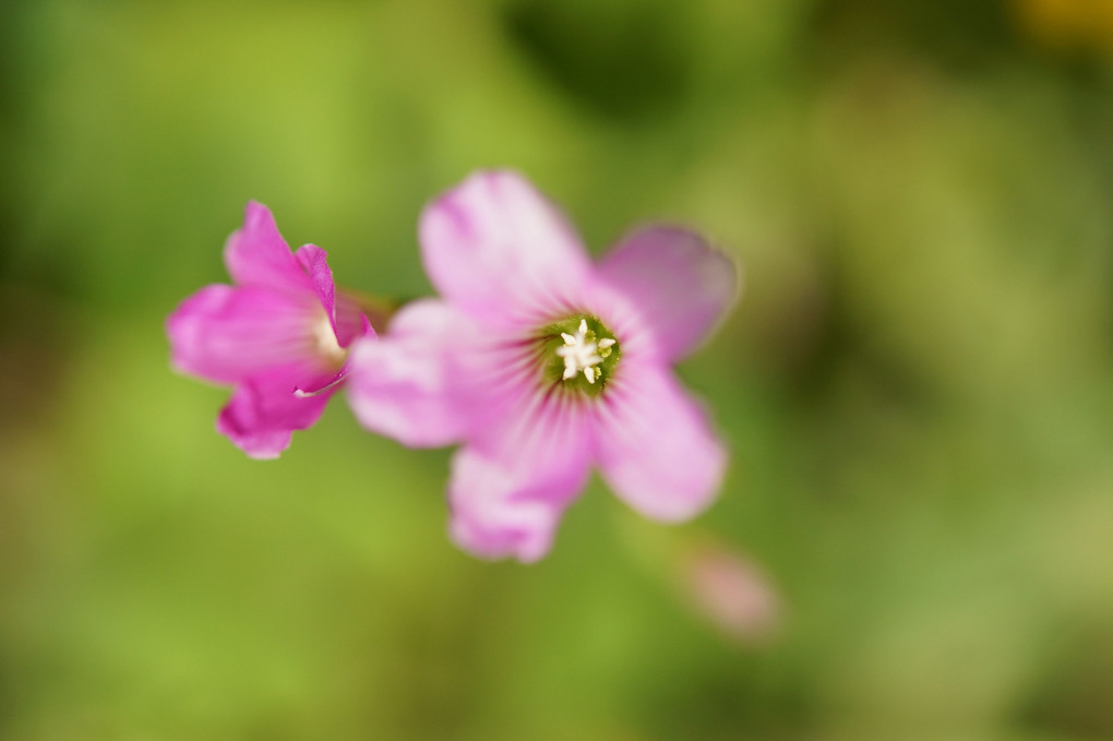 小さき花の華衣