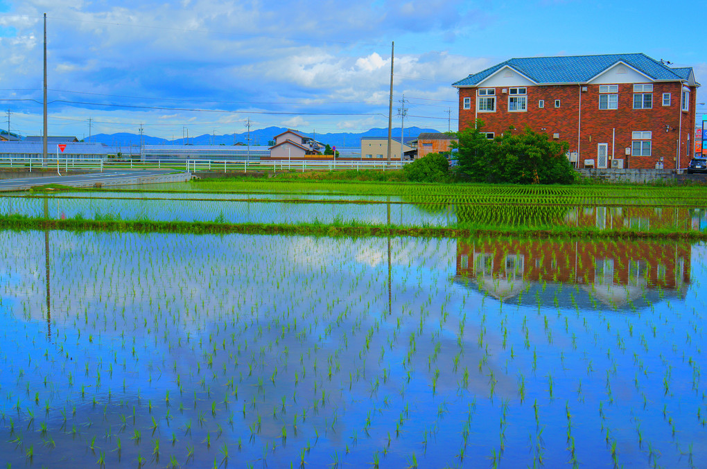 田んぼ