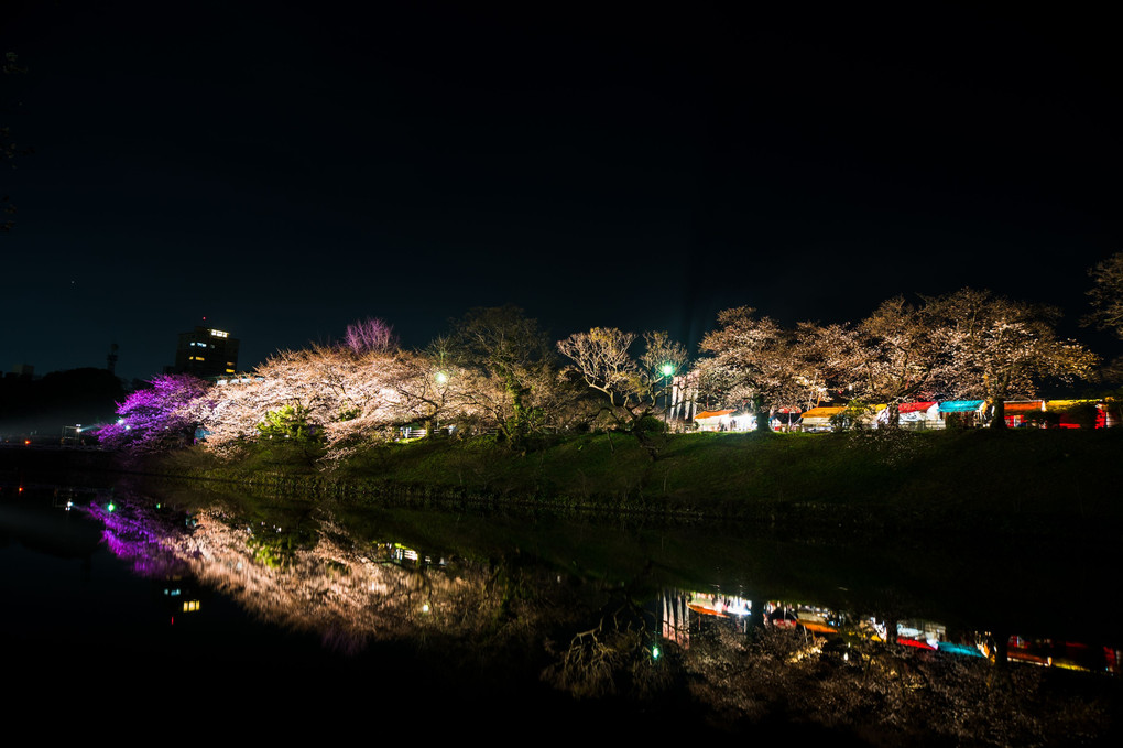 福岡城の桜