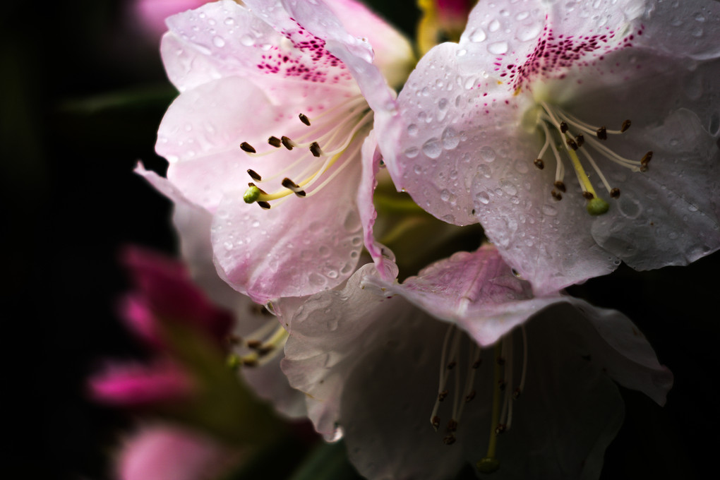 Rhododendron -石楠花-