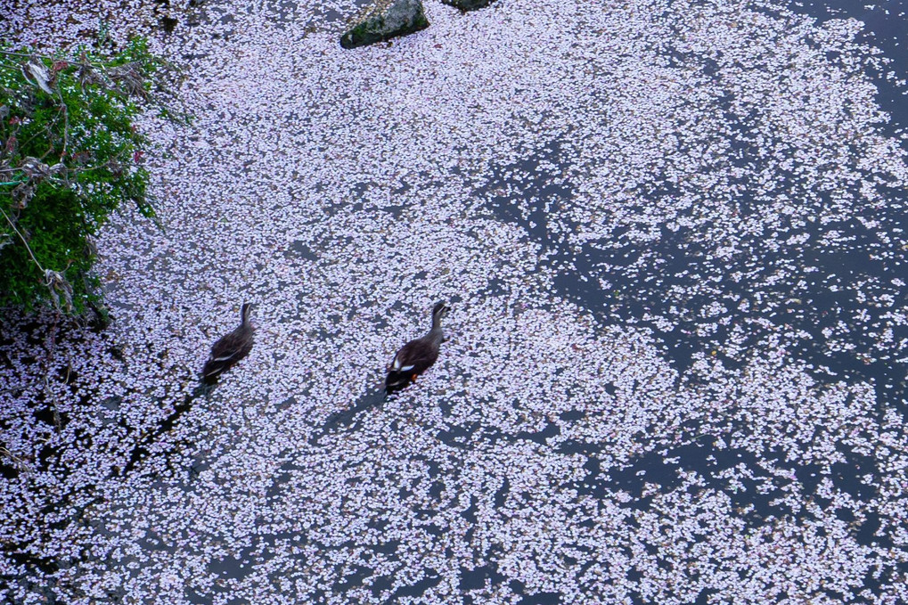 花筏をすすむ鴨 砕氷船のごとく