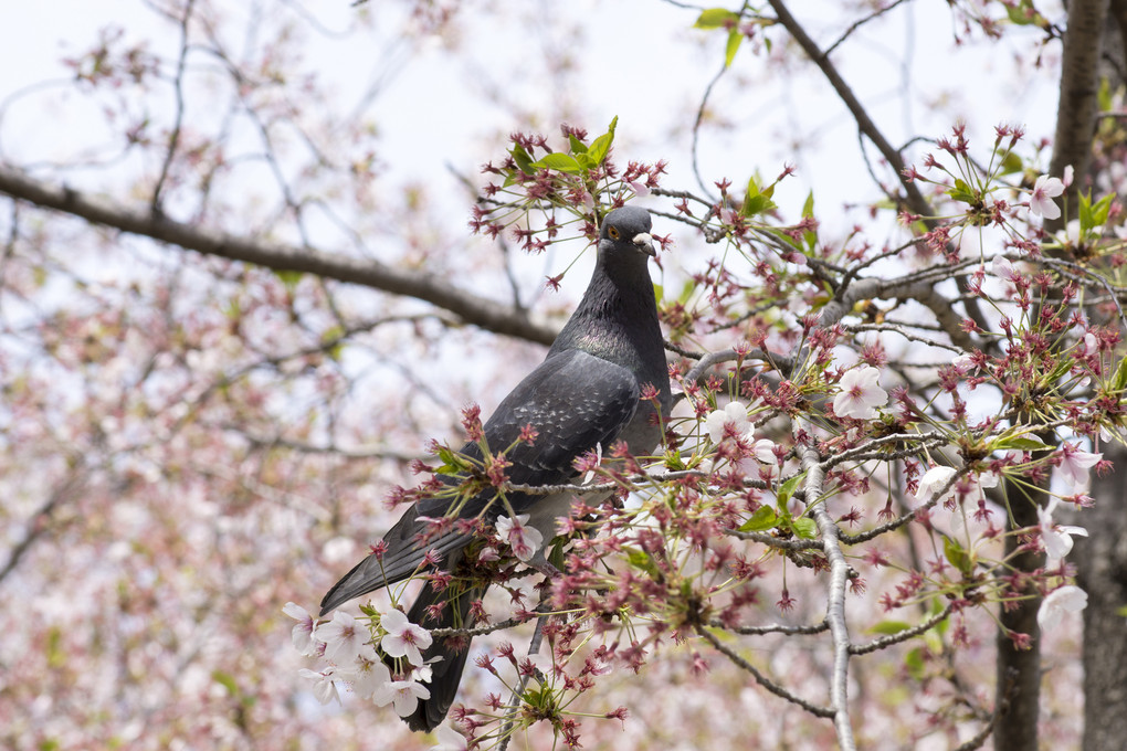 桜と鳩、その１