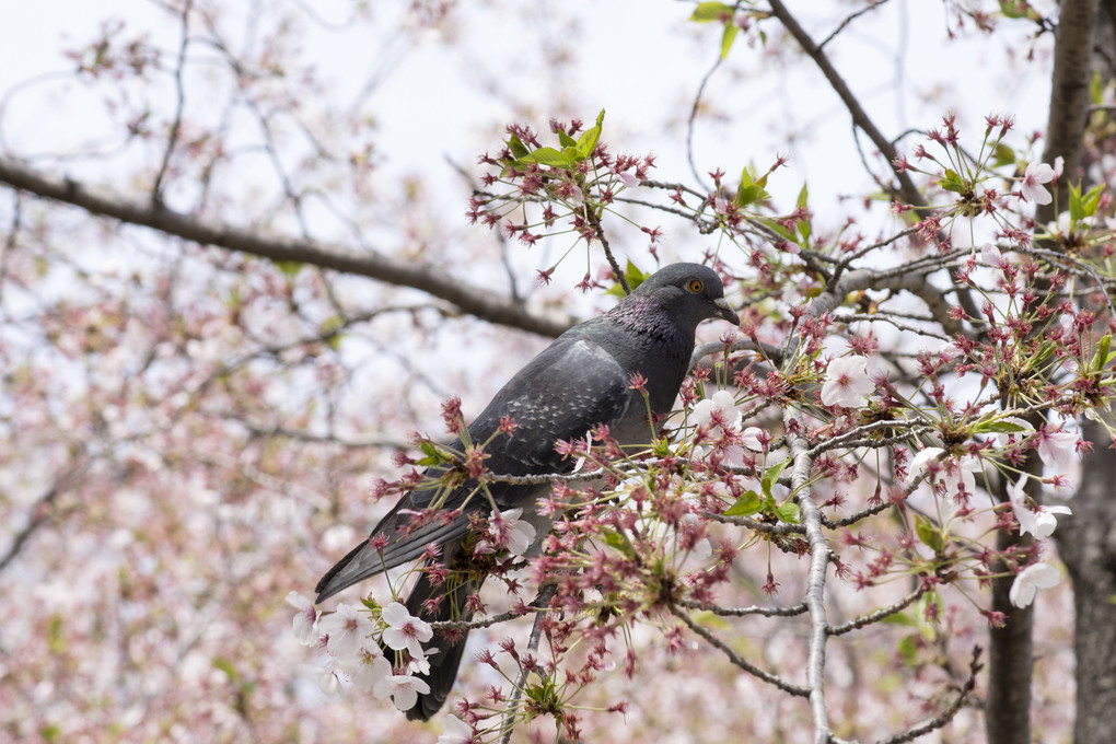鳩と桜、その２