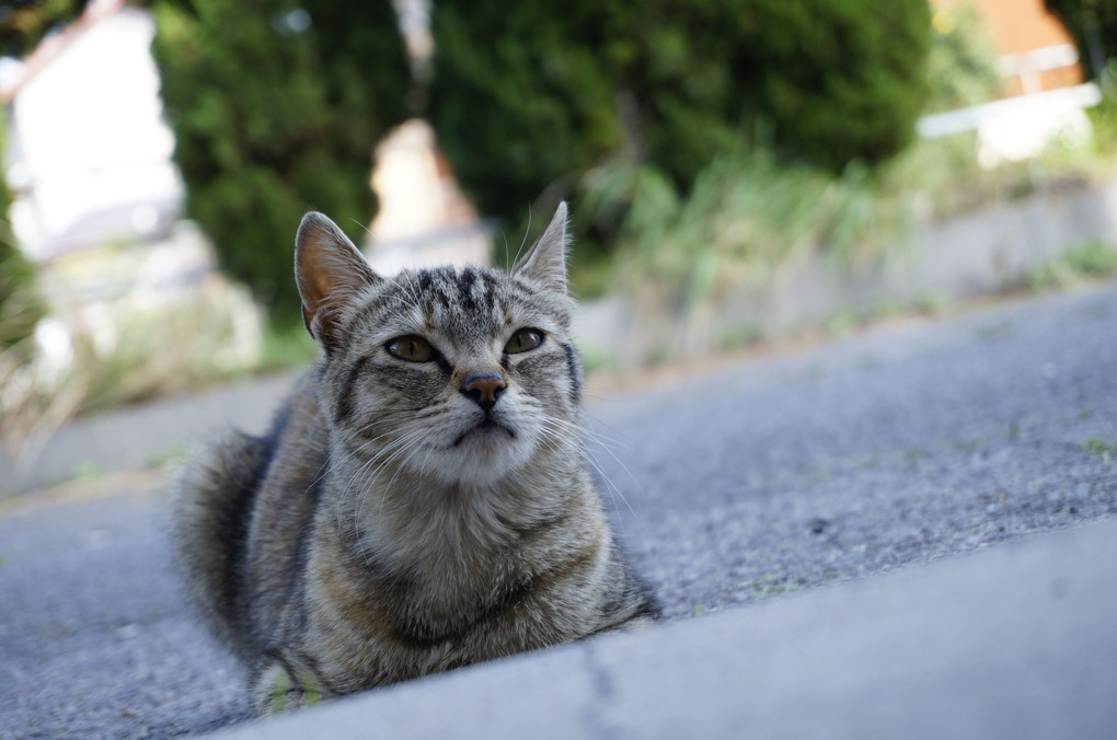 最近お友達ができました。