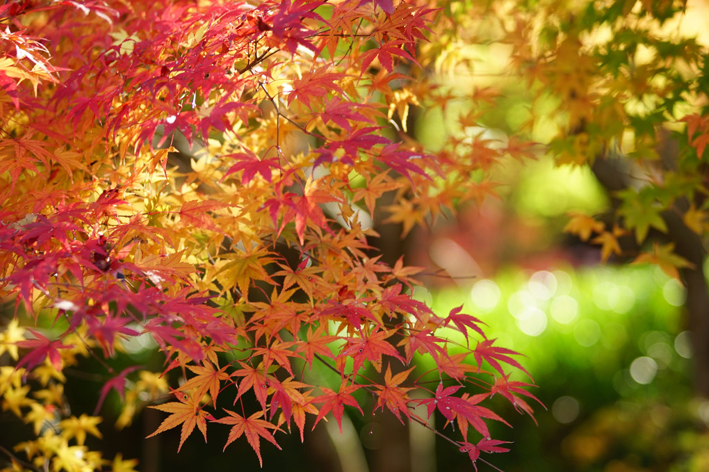 長寿寺紅葉