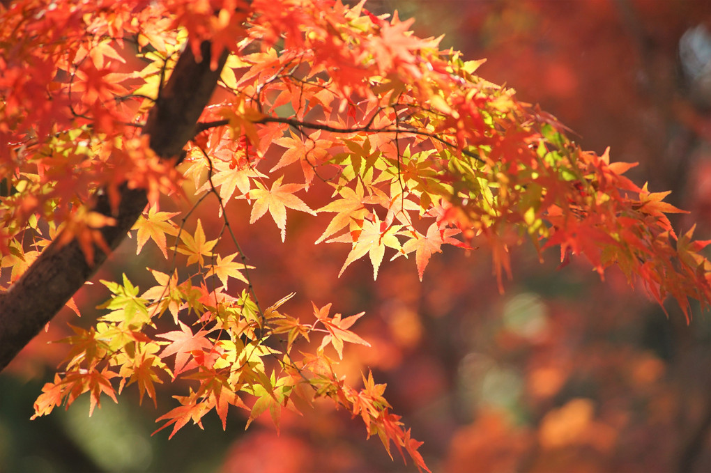 和歌山城公園の紅葉