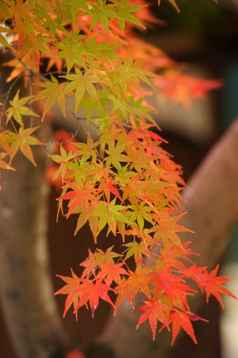 和歌山城公園の紅葉