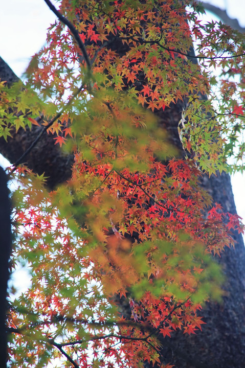 和歌山城公園の紅葉