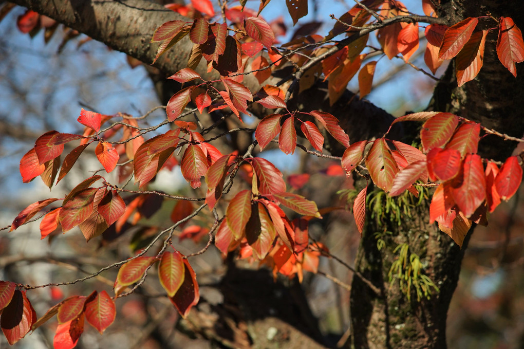 和歌山城公園の紅葉