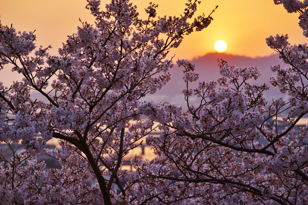 夕陽に桜
