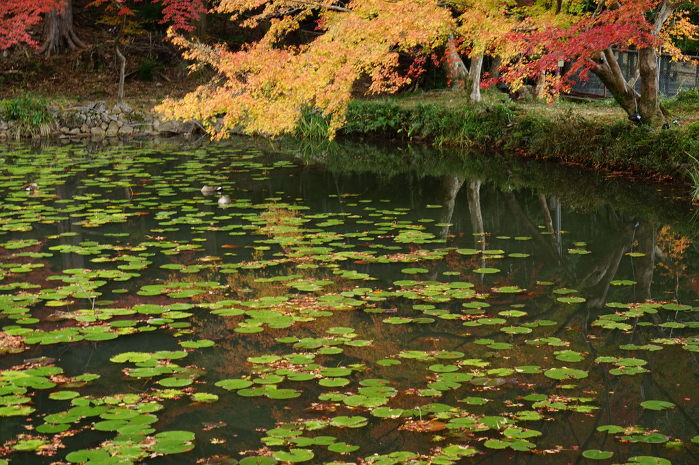 大原野神社へ