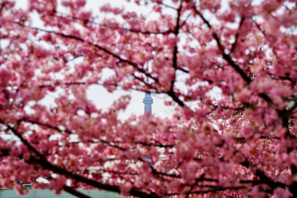 河津桜とスカイツリー
