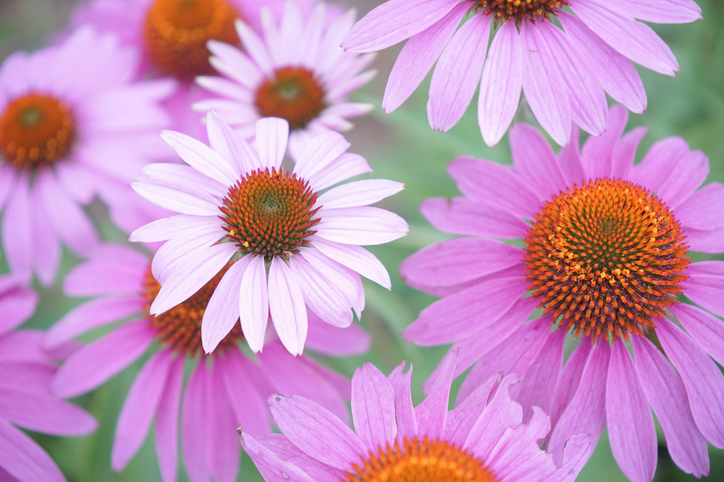 Purple coneflower