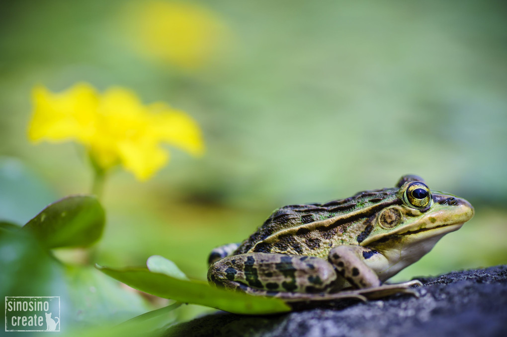 アサザの池のイケメン君