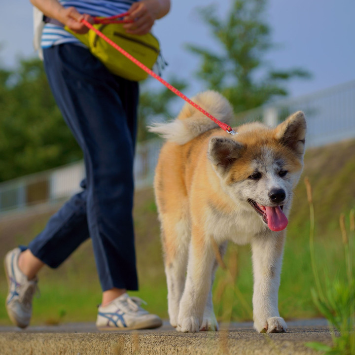 秋田犬とお散歩