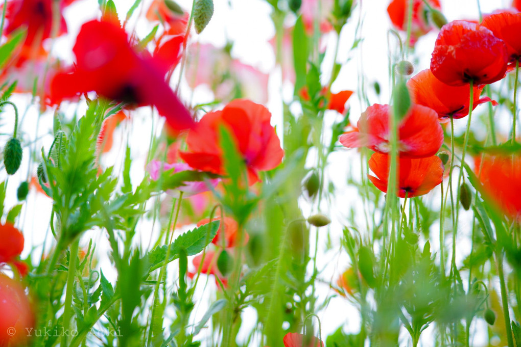 花は上を向く